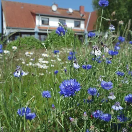 Aparthotel Schafshorn 4*